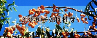 沙枣种子如何催芽,第1图