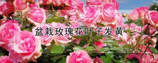 盆栽玫瑰花叶子发黄,第1图