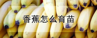 香蕉怎么育苗,第1图