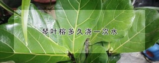 琴叶榕多久浇一次水,第1图