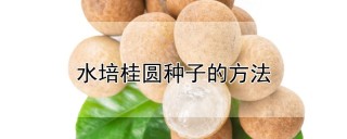 水培桂圆种子的方法,第1图