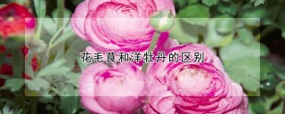 花毛茛和洋牡丹的区别,第1图