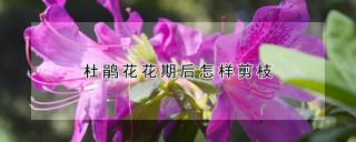 杜鹃花花期后怎样剪枝,第1图