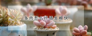 多肉怎么扦插生根快,第1图