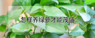 怎样养绿萝才能茂盛,第1图