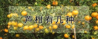 芦柑有几种,第1图