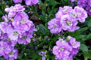 紫罗兰鲜花可以养几天,第2图