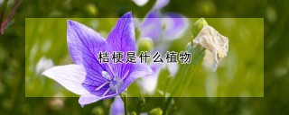 桔梗是什么植物,第1图