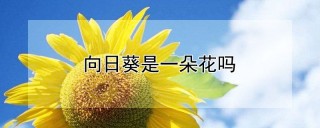 向日葵是一朵花吗,第1图