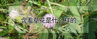 含羞草花是什么样的,第1图