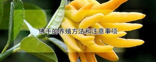 佛手的养殖方法和注意事项,第1图