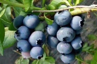 蓝莓籽能种植吗,第3图