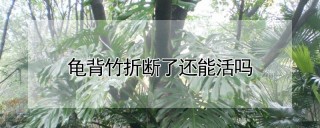 龟背竹折断了还能活吗,第1图