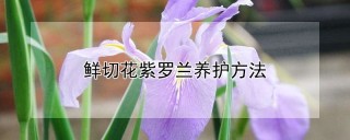 鲜切花紫罗兰养护方法,第1图