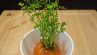 盆栽萝卜怎么种植,第1图