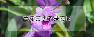 兰花喜阴还是喜阳,第1图