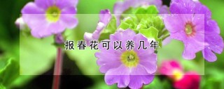 报春花可以养几年,第1图