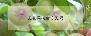 无花果树会冻死吗,第1图