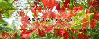 凤凰树什么季节可以栽,第1图