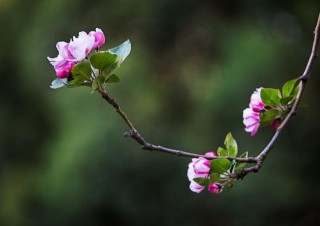 海棠花的寓意和象征，玉堂富贵寿满堂的美好寓意,第1图