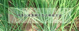 四季小香葱种子怎么种植方法,第1图