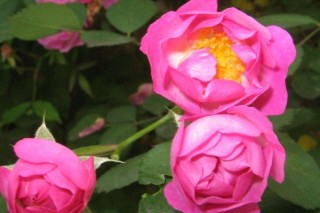 野蔷薇花语,第3图
