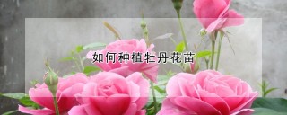 如何种植牡丹花苗,第1图