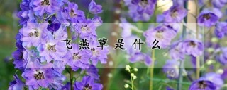 飞燕草是什么,第1图