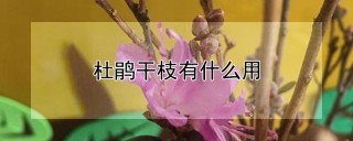 杜鹃干枝有什么用,第1图