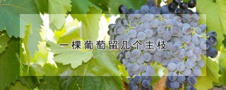 一棵葡萄留几个主枝,第1图