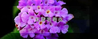 红雪花学名,第1图