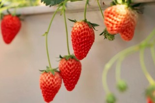 草莓有多少个品种,第2图