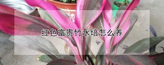 红色富贵竹水培怎么养,第1图