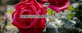 玫瑰花瓣边缘发黑怎么处理,第1图