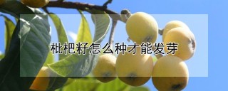 枇杷籽怎么种才能发芽,第1图