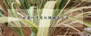 甘蔗叶子有红锈斑怎么办,第1图