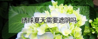 绣球夏天需要遮阴吗,第1图