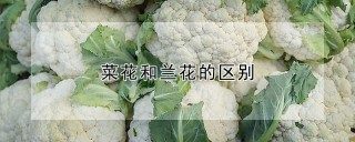 菜花和兰花的区别,第1图