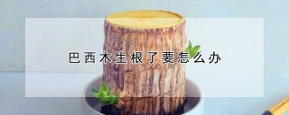 巴西木生根了要怎么办,第1图