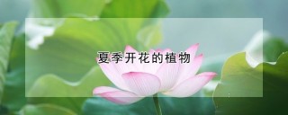 夏季开花的植物,第1图