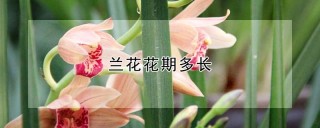 兰花花期多长,第1图