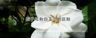 栀子花和白玉兰的区别,第1图