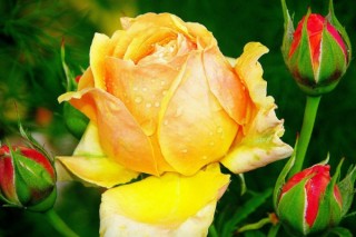 黄玫瑰的花语是什么意思,第3图