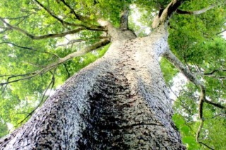 金丝楠木是什么树,第2图