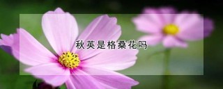 秋英是格桑花吗,第1图