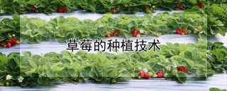 草莓的种植技术,第1图