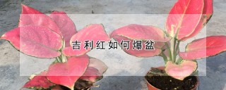 吉利红如何爆盆,第1图