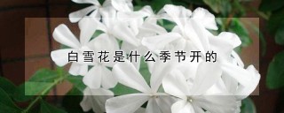 白雪花是什么季节开的,第1图