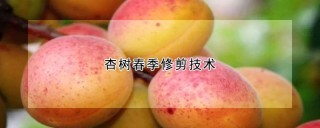 杏树春季修剪技术,第1图