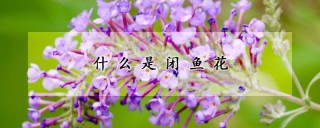 什么是闭鱼花,第1图